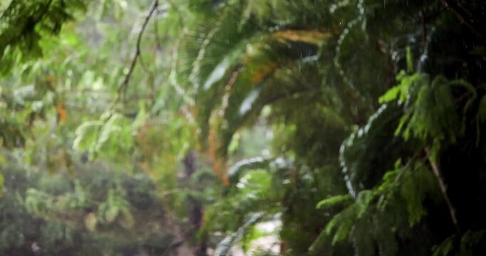 Monsoon rain falling in a dense forest; slow motion canopy precipitation sequence