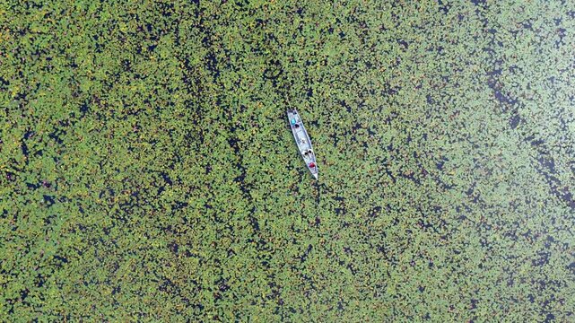 A breathtaking aerial drone view of the famous pink water lily fields of Malarikkal in Kottayam, Kerala, India. Vast wetlands and paddy fields are transformed into a vibrant carpet of blooming pink wa