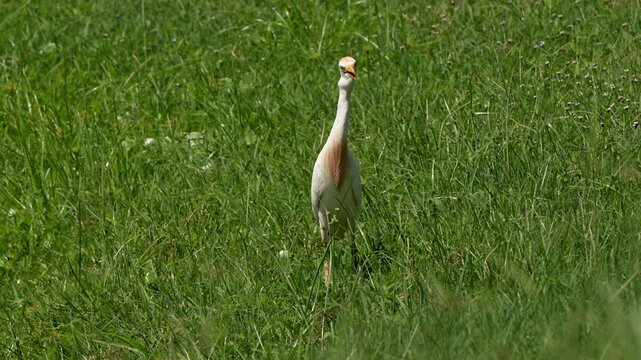 Cattle egret walking in the grass