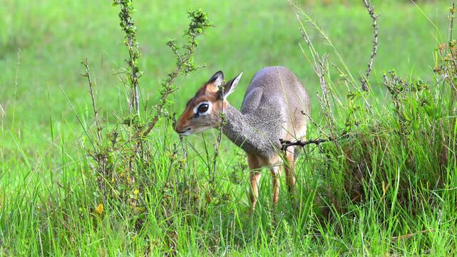 A small dik-dik antelope Grazing on leaves from a bush in the lush green savanna, alert and looking around.