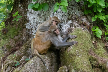 A young rhesus monkey grooming an adult is looking at the camera on the shore of the Silver River in Florida © Linda