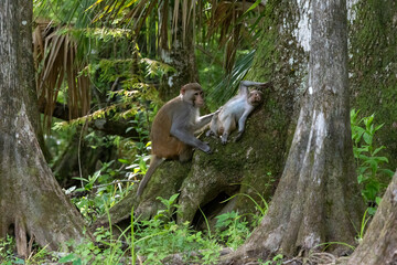 An adult rhesus monkey grooming a young monkey along the shore of the Silver River in Florida © Linda
