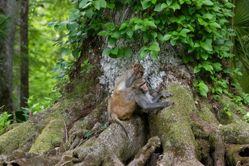 A young rhesus monkey grooming an adult on the shore of the Silver River in Florida © Linda