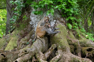 A young rhesus monkey grooming an adult along the shore of the Silver River in Florida © Linda