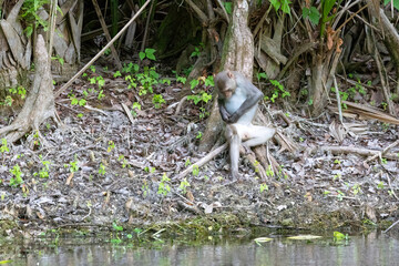 A solitary rhesus monkey grooming itself on the shore of the Silver River in Florida © Linda