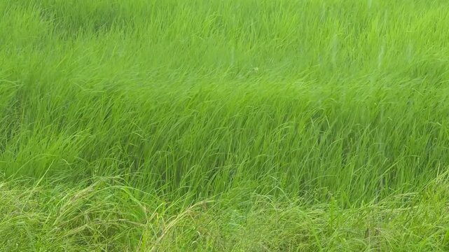 A green rice field sways in the wind during a strong storm under heavy rain. Agricultural rice fields during the rainy season. 