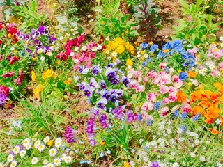 Fototapeta premium パンジーや雛菊の花壇