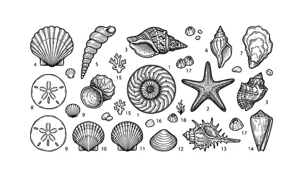 Hand Drawn Sea Shells and Starfish Nautical Vector Set with Coastal Marine Elements