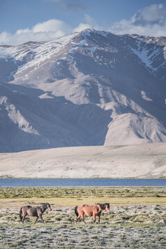 Horses grazing in a grassy mountain valley at sunset, against a backdrop of a mountain range with snow and glaciers, livestock grazing in the Pamir Mountains
