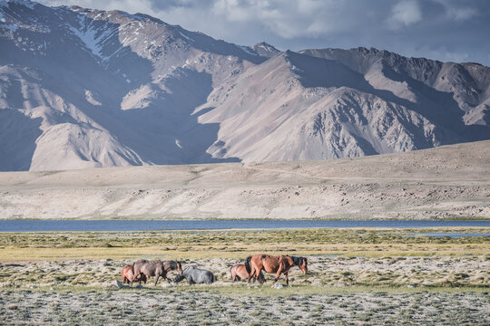 Horses grazing in a grassy mountain valley at sunset, against a backdrop of a mountain range with snow and glaciers, livestock grazing in the Pamir Mountains