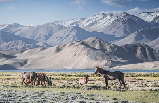 Horses grazing in a grassy mountain valley at sunset, against a backdrop of a mountain range with snow and glaciers, livestock grazing in the Pamir Mountains