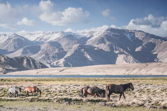 Horses grazing in a grassy mountain valley at sunset, against a backdrop of a mountain range with snow and glaciers, livestock grazing in the Pamir Mountains