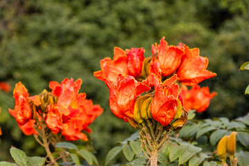 Fototapeta premium Flame flowers in full bloom in the mountains