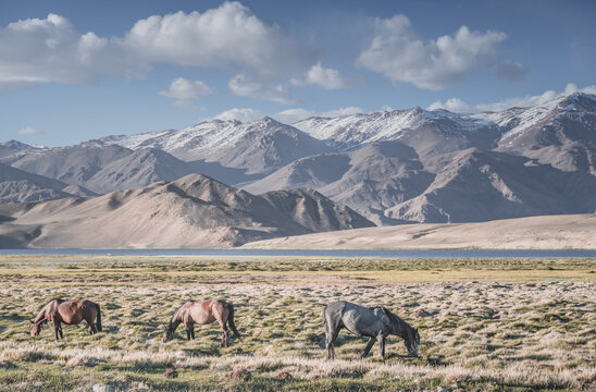 Horses grazing in a grassy mountain valley at sunset, against a backdrop of a mountain range with snow and glaciers, livestock grazing in the Pamir Mountains