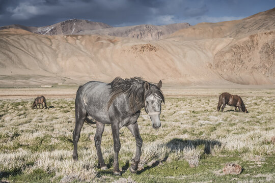 Horses grazing in a grassy mountain valley at sunset, against a backdrop of a mountain range with snow and glaciers, livestock grazing in the Pamir Mountains