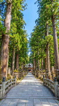 Sacred Cedar Path to Okunoin at Mount Koya
高野山、日本、山、和歌山