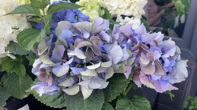 purple hydrangea flowers blooming in garden