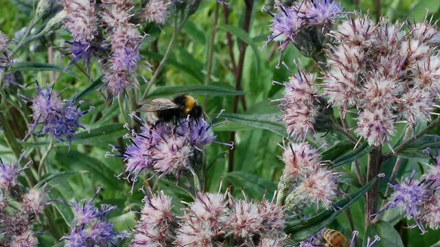 Close-Up of a Bumblebee Pollinating Flowers in a Garden