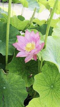 水辺の花」の写真素材 | 28,304件の無料イラスト画像 | Adobe Stock