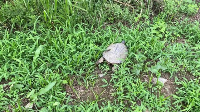 Wild pond turtle crawling fast and escaping into green grass field in nature