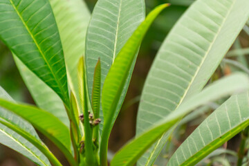 Fresh green plumeria leaves young shoots growing natural sunlight Healthy tropical foliage vibrant texture ideal for botanical garden themes © NongEngEng