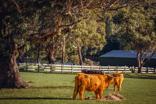 Close up of three sunlit highland cattles feeding under a big gum tree on a pasture in an autumn afternoon, Mount Macedon, Victoria, Australia
