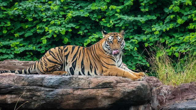 A collection of high-quality wildlife photographs featuring the Bengal Tiger (Panthera tigris tigris) in its natural forest habitat. The images capture different behaviors and perspectives, including 