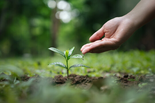 Sustainability environment concept. Hands watering seedlings or tree for environmental conservation,climate action, biodiversity, ecosystem restoration, carbon reduction and greener forest in future