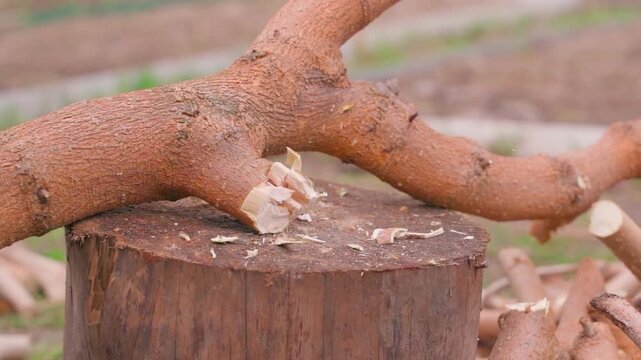 Axe chopping wood branches on tree stump close-up 