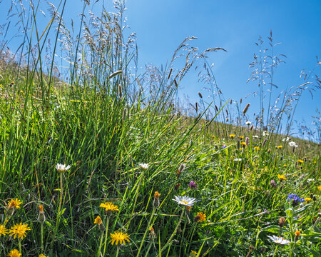 Prairie alpine de fleurs sauvages sur une pente ensoleill&eacute;e du Mol&eacute;son en Suisse