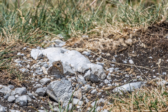 Papillon satyre pos&eacute; sur le sol rocailleux des montagnes du Mol&eacute;son en Suisse