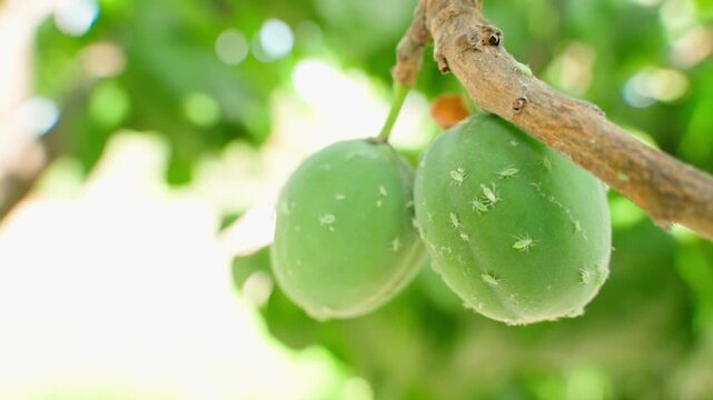 Green unripe plums infested with aphids on branch close-up. Fruit tree pests
