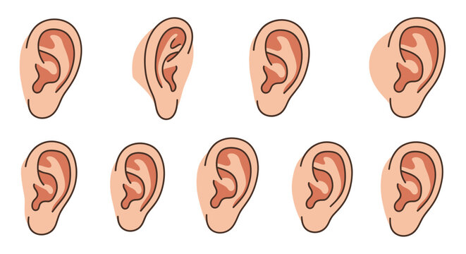 Human Ears Anatomy Illustration.