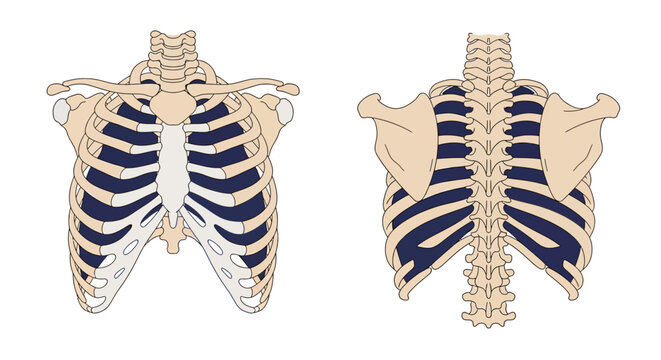 Human ribcage anatomy medical illustration.