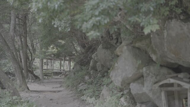 日本の原風景 風で穏やかに揺れる草木と静かな小道 Log撮影 / Japan's Unspoiled Landscape Plants and Trees Swaying in the Wind along Peaceful Path Log footage