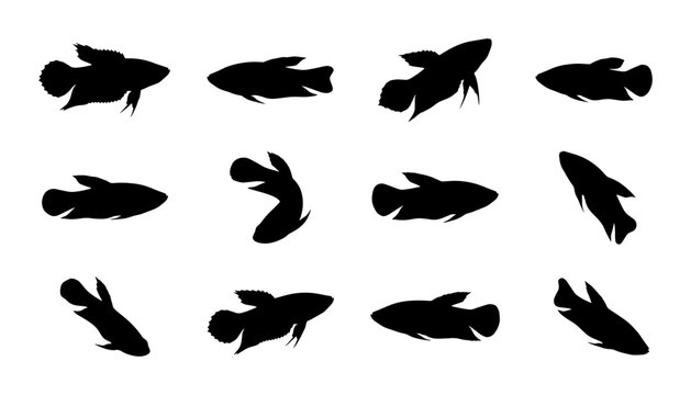 Betta Fish Silhouettes, Siamese Fighting Fish Vector Icons, Aquatic Animal Graphics, Underwater Life Collection, Black and White Marine Creature Set