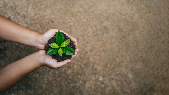 Sustainability environment concept. Hand holding young plant for environmental conservation,climate action, biodiversity, ecosystem restoration, carbon reduction and greener forest in future.