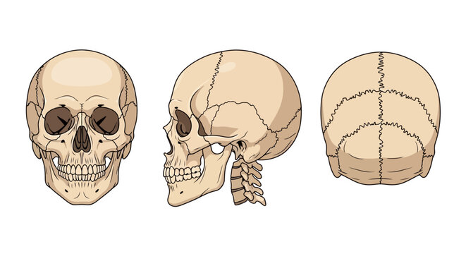 Human Skull Anatomy Bone Structure.