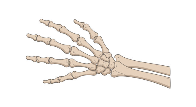 Human hand skeletal system anatomy.