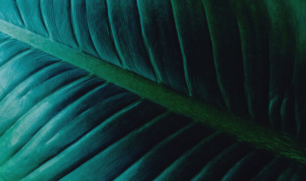 abstract tropical leaf textures on dark tone, natural green background.