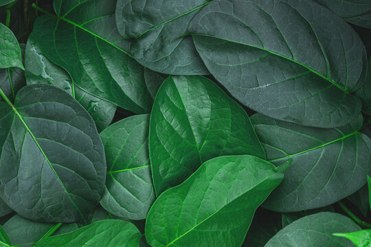 abstract tropical leaf textures on dark tone, natural green background.