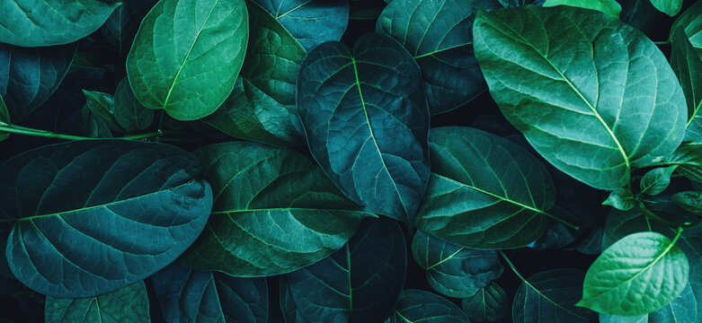 abstract tropical leaf textures on dark tone, natural green background.