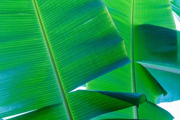 abstract tropical banana leaf textures on dark tone, natural green background. © Nabodin