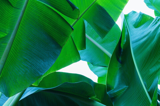 abstract tropical banana leaf textures on dark tone, natural green background.