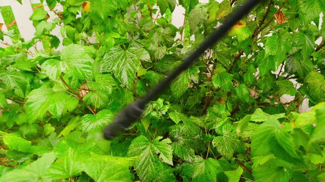 Spraying black currant bush with sprayer against pests and diseases close-up 
