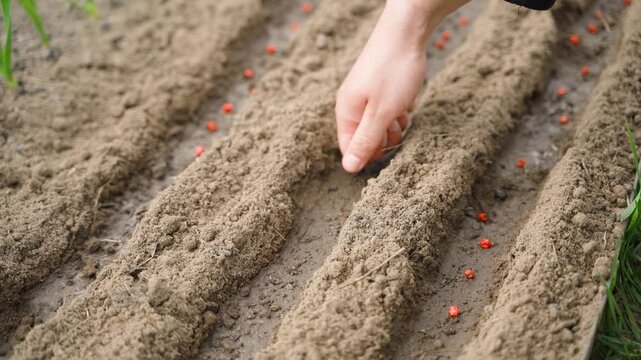 Hand sowing red pea seeds into garden bed soil close-up 