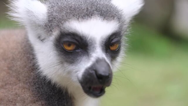 An extreme close up portrait of a ring tailed lemur showing its bright orange eyes and unique black and white face
