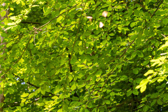 Bright green beech leaves (Fagus sylvatica) glowing in dappled sunlight beneath a tranquil forest canopy.