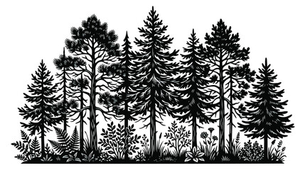 Vintage pine forest vector illustration, black and white evergreen tree silhouette, rustic woodland landscape with coniferous trees and wild ferns © chouadhrynuman