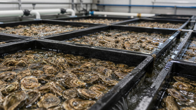 Oysters in trays being cultivated in a farm setting with water and equipment for marine farming